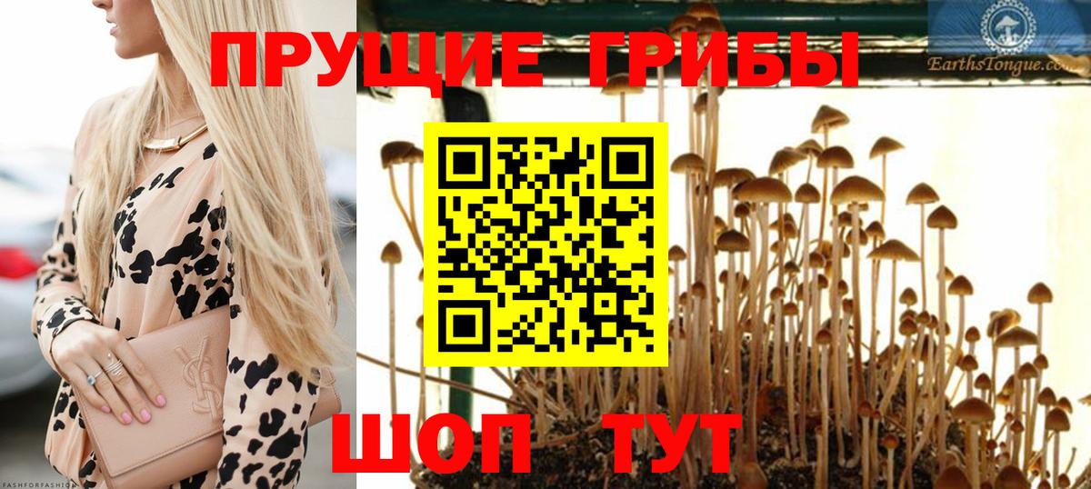 Сунжа  Галлюциногенные грибы Psilocybine cubensis  купить закладку  Вход с VPN  Псилоцибиновые грибы прущие грибы 